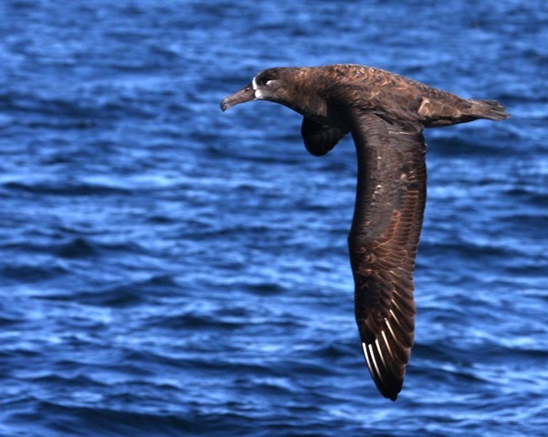 Black-fotted Albatross